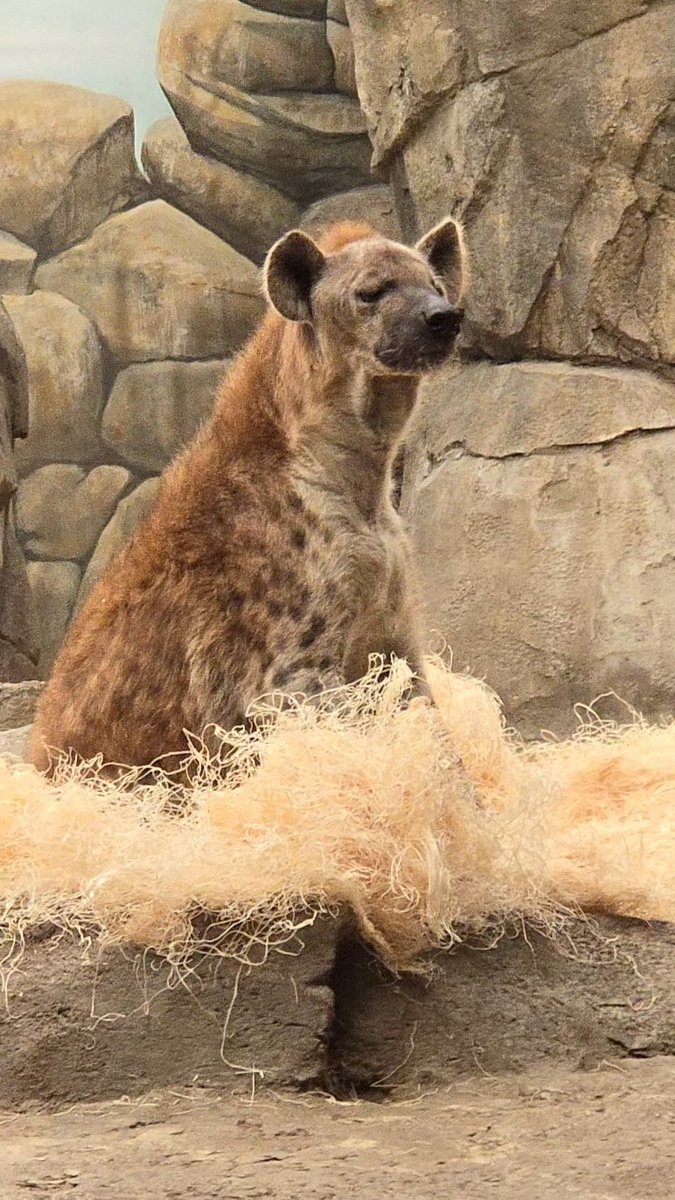 Tow Random tweet media