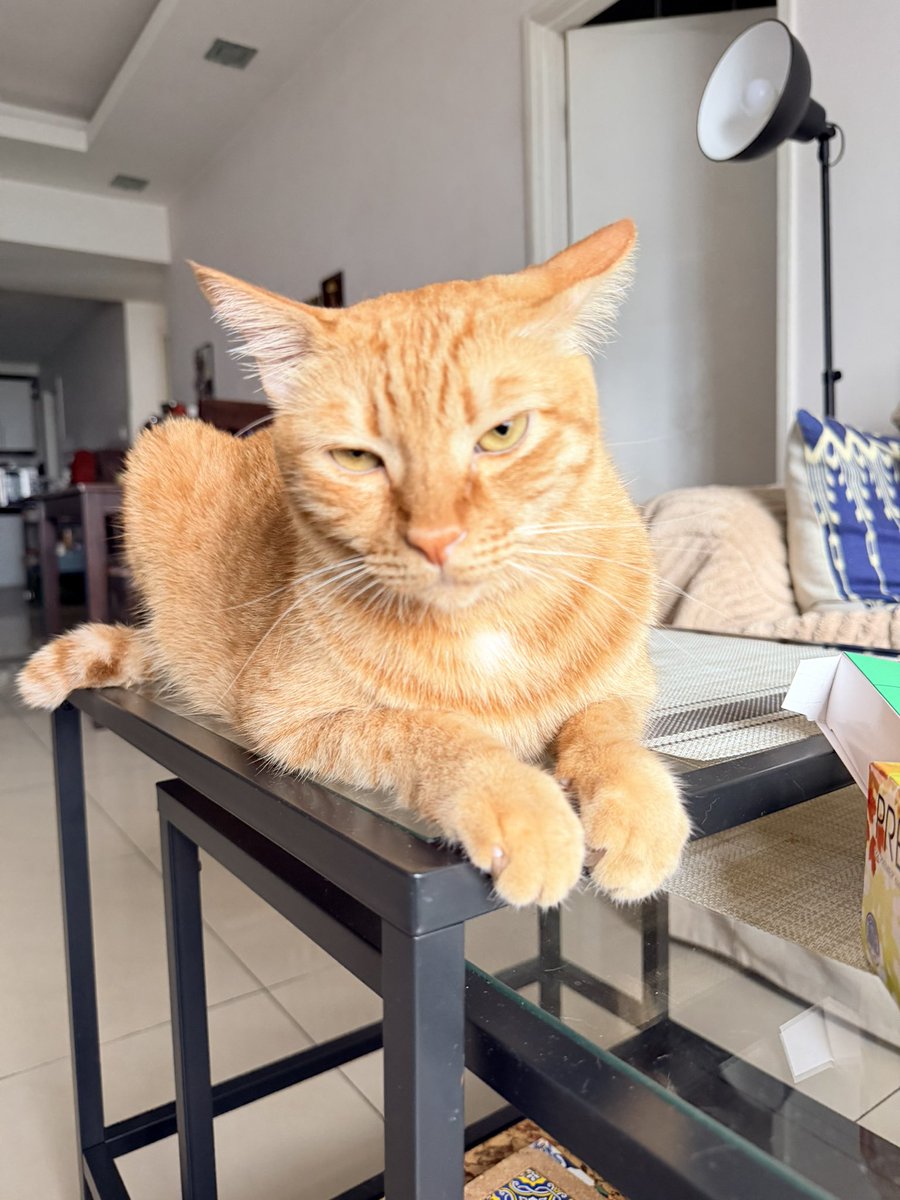 GingerBois tweet media