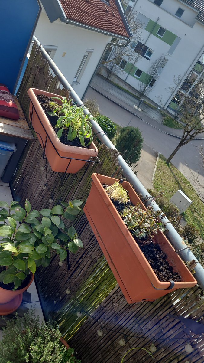 berner_ulrike's tweet image. In zwei Kästen ist schonmal Oregano und Salbei, Minze in der Mitte und Kresse ausgesät. Den Rosmarin hab ich mit der Süßkartoffel und Basilikum zusammen getopft. #balcony