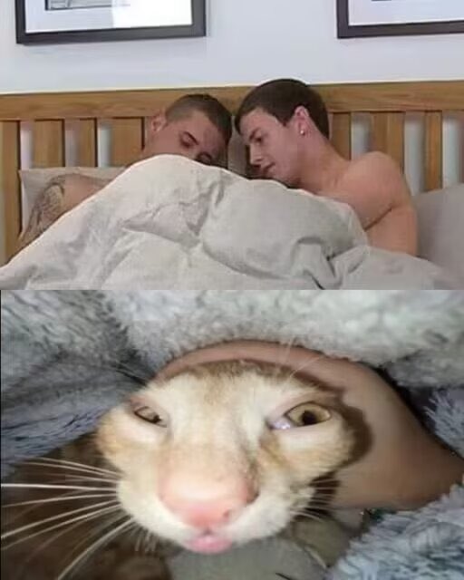 If they had a cat

#byler