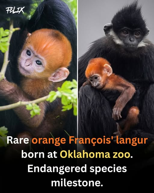 CryptoCapt tweet media