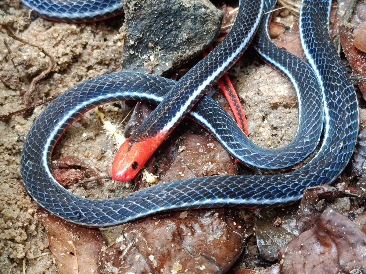pr_prdnp's tweet photo. 🐍 สวยสะกดตาแต่พิษร้ายแรง! "งูพริกท้องแดง" อัญมณีแห่งป่าดิบชื้นภาคใต้ หัว-หาง-ท้องสีแดงสด ตัดกับลำตัวสีน้ำเงินเข้ม
​⚠️ พิษทำลายระบบประสาท และมีต่อมพิษยาวกว่าปกติ พบได้ยากในเขตฯ โตนงาช้าง ใครเจออย่าเข้าใกล้ ดูห่างๆ อย่างห่วงๆ 
​#งูพริกท้องแดง #สัตว์ป่าไทย #โตนงาช้าง https://t.co/obiTU6IpBD