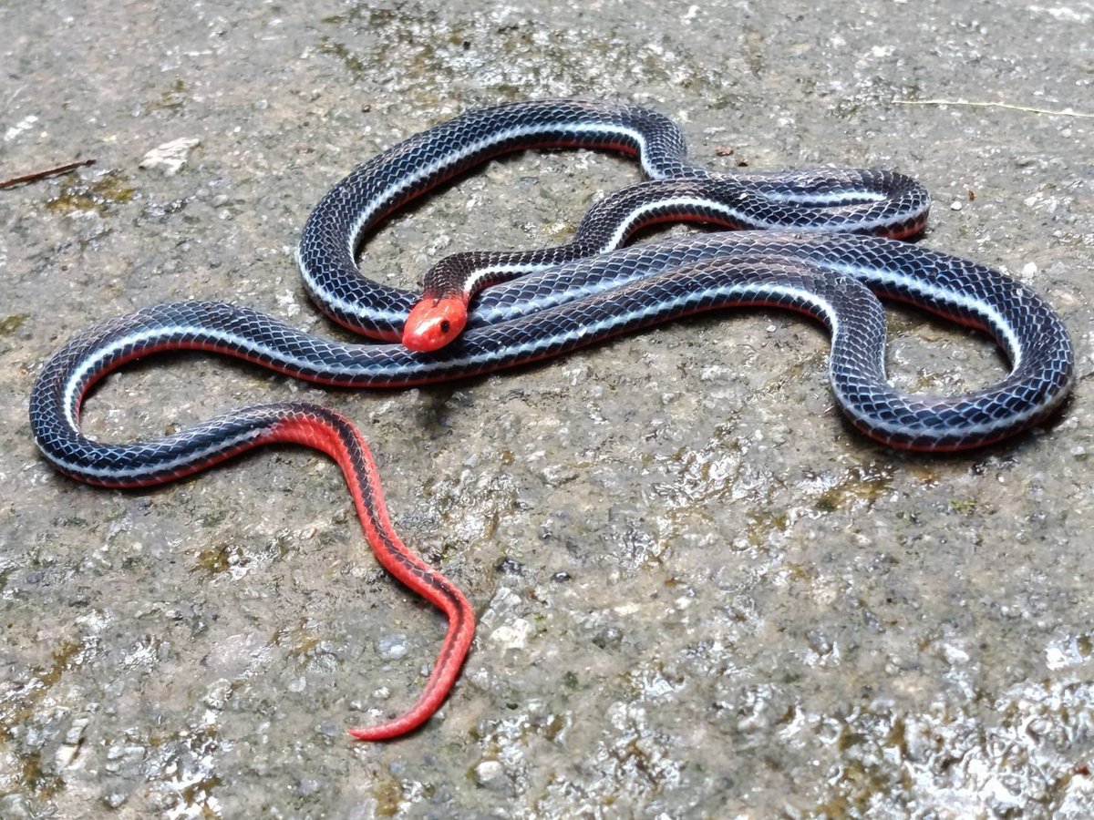 pr_prdnp's tweet photo. 🐍 สวยสะกดตาแต่พิษร้ายแรง! "งูพริกท้องแดง" อัญมณีแห่งป่าดิบชื้นภาคใต้ หัว-หาง-ท้องสีแดงสด ตัดกับลำตัวสีน้ำเงินเข้ม
​⚠️ พิษทำลายระบบประสาท และมีต่อมพิษยาวกว่าปกติ พบได้ยากในเขตฯ โตนงาช้าง ใครเจออย่าเข้าใกล้ ดูห่างๆ อย่างห่วงๆ 
​#งูพริกท้องแดง #สัตว์ป่าไทย #โตนงาช้าง https://t.co/obiTU6IpBD