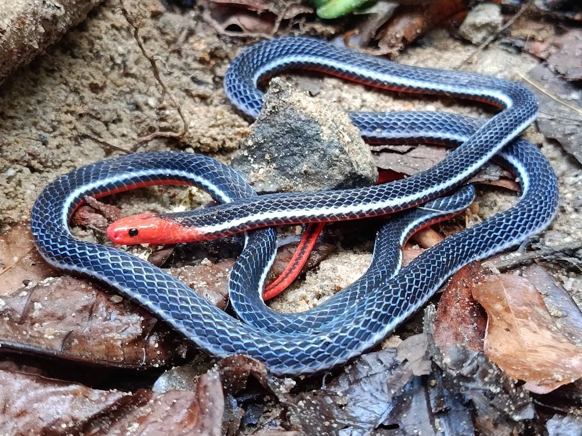 pr_prdnp's tweet photo. 🐍 สวยสะกดตาแต่พิษร้ายแรง! "งูพริกท้องแดง" อัญมณีแห่งป่าดิบชื้นภาคใต้ หัว-หาง-ท้องสีแดงสด ตัดกับลำตัวสีน้ำเงินเข้ม
​⚠️ พิษทำลายระบบประสาท และมีต่อมพิษยาวกว่าปกติ พบได้ยากในเขตฯ โตนงาช้าง ใครเจออย่าเข้าใกล้ ดูห่างๆ อย่างห่วงๆ 
​#งูพริกท้องแดง #สัตว์ป่าไทย #โตนงาช้าง https://t.co/obiTU6IpBD