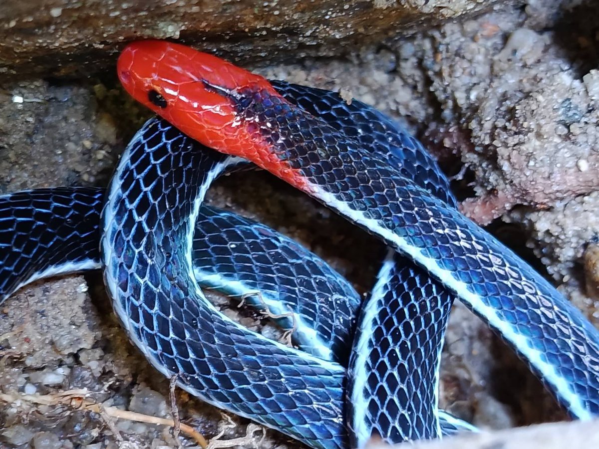 pr_prdnp's tweet photo. 🐍 สวยสะกดตาแต่พิษร้ายแรง! "งูพริกท้องแดง" อัญมณีแห่งป่าดิบชื้นภาคใต้ หัว-หาง-ท้องสีแดงสด ตัดกับลำตัวสีน้ำเงินเข้ม
​⚠️ พิษทำลายระบบประสาท และมีต่อมพิษยาวกว่าปกติ พบได้ยากในเขตฯ โตนงาช้าง ใครเจออย่าเข้าใกล้ ดูห่างๆ อย่างห่วงๆ 
​#งูพริกท้องแดง #สัตว์ป่าไทย #โตนงาช้าง https://t.co/obiTU6IpBD