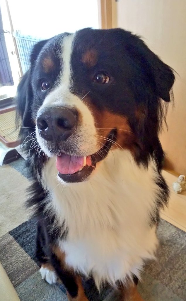 ここあ tweet media