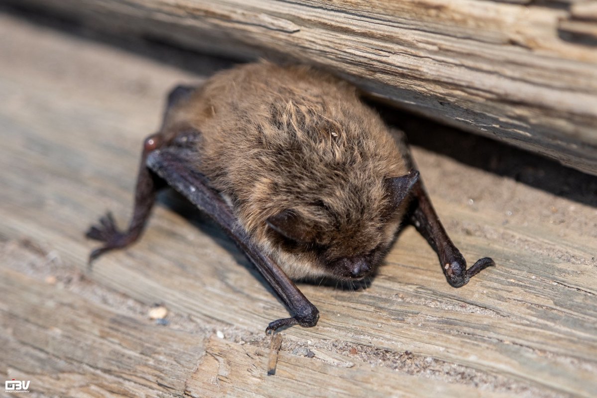 OBV Photography tweet media