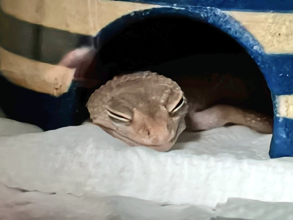 uru@レオパの8さんLさん天さん葱さん・ニシアフの球さん tweet media