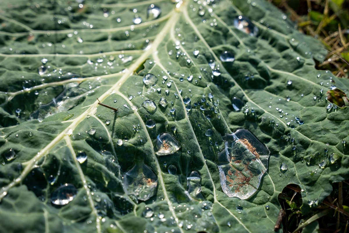 Parc Rural del Montserrat tweet media