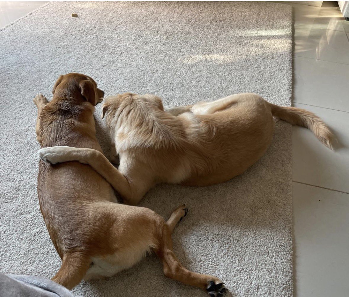 BrixBay's tweet photo. @TGE_LDNM Excellent time for a Goose &amp; Daphne update for you Tom, live from Abu Dhabi. There is no place bad enough for those who abandon their pets 👍🏻 https://t.co/F7oaftvpYu