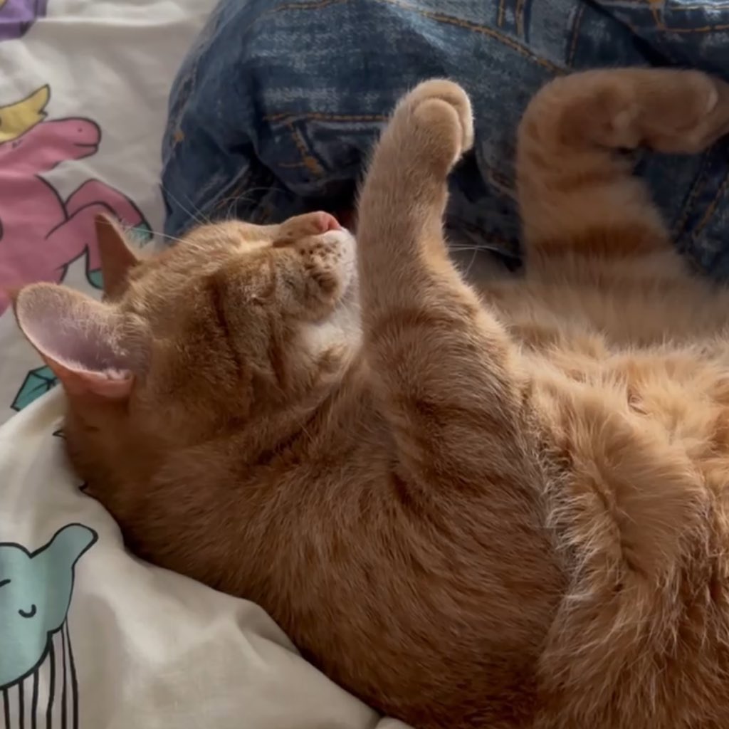 зарєма заубієвна tweet media