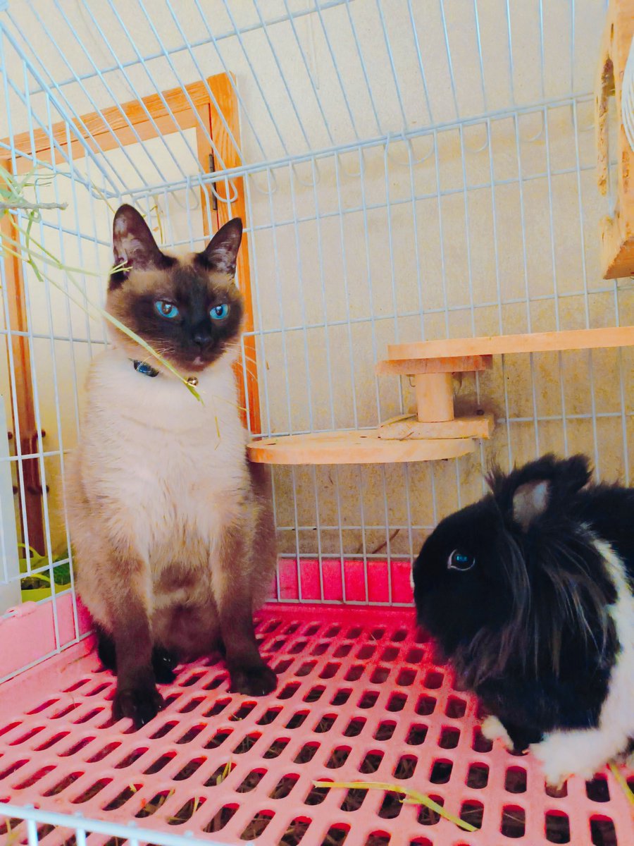 min_3cats's tweet photo. #今日のニャンうさ #ねこ #cat #うさぎ #bunny https://t.co/fGfX7eh7TH
