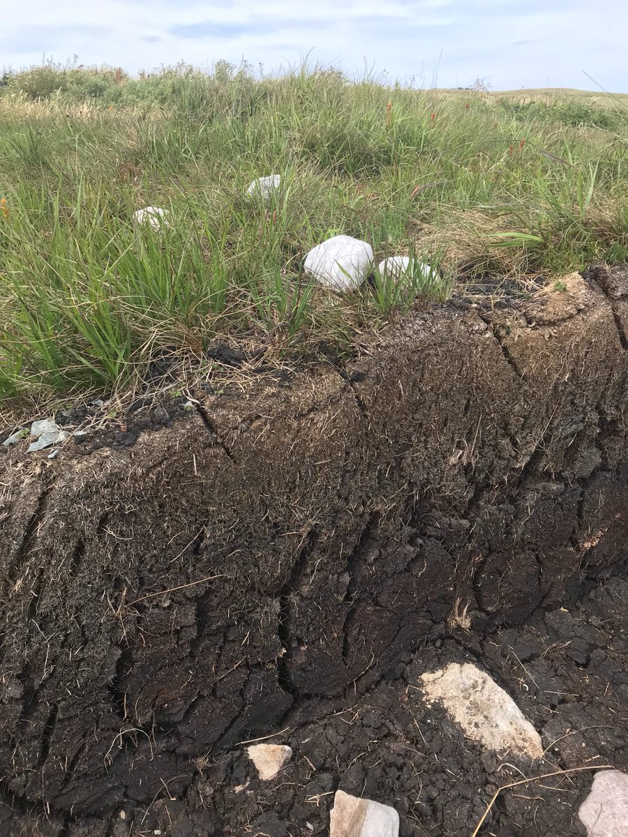 SECS_Spain's tweet photo. 📸 Concurso de Fotografía SECS – Entrega 9

Autor: Jorge Alvaro Fuentes

🌿 Peat soil
🪱 Vida
🎨 Colores
Tres miradas al suelo: materia orgánica, biodiversidad y diversidad de suelos.
#SECS #CienciaDelSuelo #SoilScience #ConcursoFotografíaSECS https://t.co/BcIsFIcnV0
