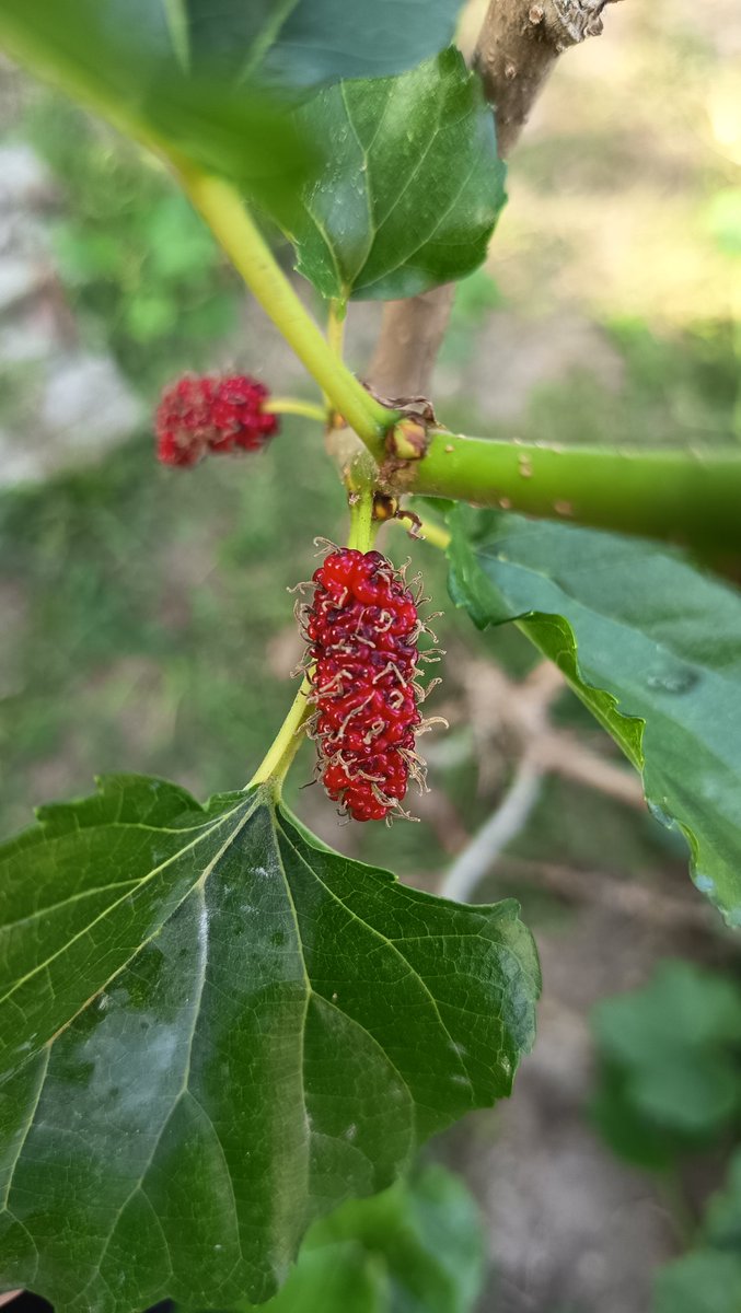 theasyx's tweet photo. My first mulberry.. selepas setahun tanam 🤭
Arwah maa mesti happy kalau tengok buah macam ni. https://t.co/zrCylm794I