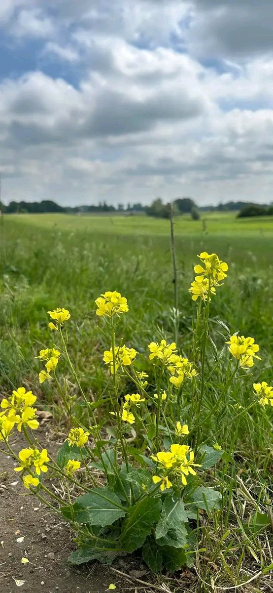 AnthonyR45964's tweet photo. Pollen in love with this view😍🤩 https://t.co/abhfiDUhrD