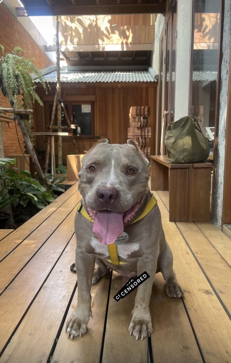 Maximus the day we rescued him from a life of misery on a chain. 

Versus…

Maximus today out for a coffee with his new family being a very good boy.

Look at the chunk on him ❤️