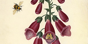 Hunt Institute for Botanical Documentation tweet media