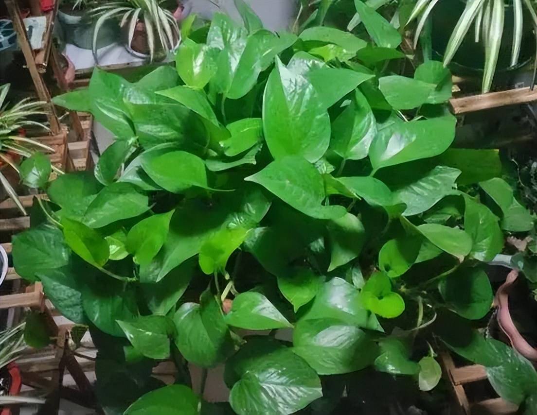 Cluseau Investments /secretary tweet media