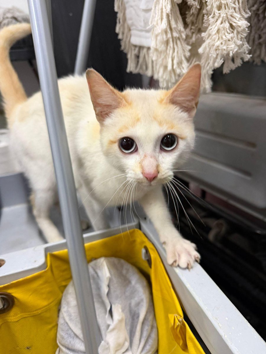 🆘 Acaban de abandonar a esta gatita de unos 6 meses en el polideportivo. Super cariñosa.

Necesitamos acogida o adopcion urgente. 
La llevaremos al veterinario. 

Se encuentra en Xàtiva

Contacto: Andrea (626243888)