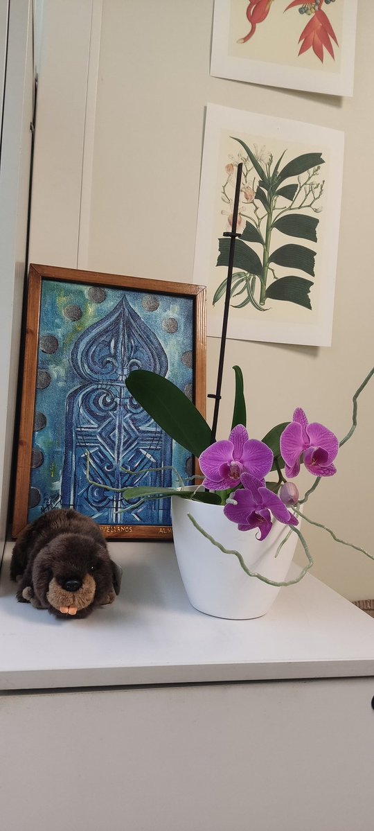 Rosa Porcel 🌿🌺 tweet media