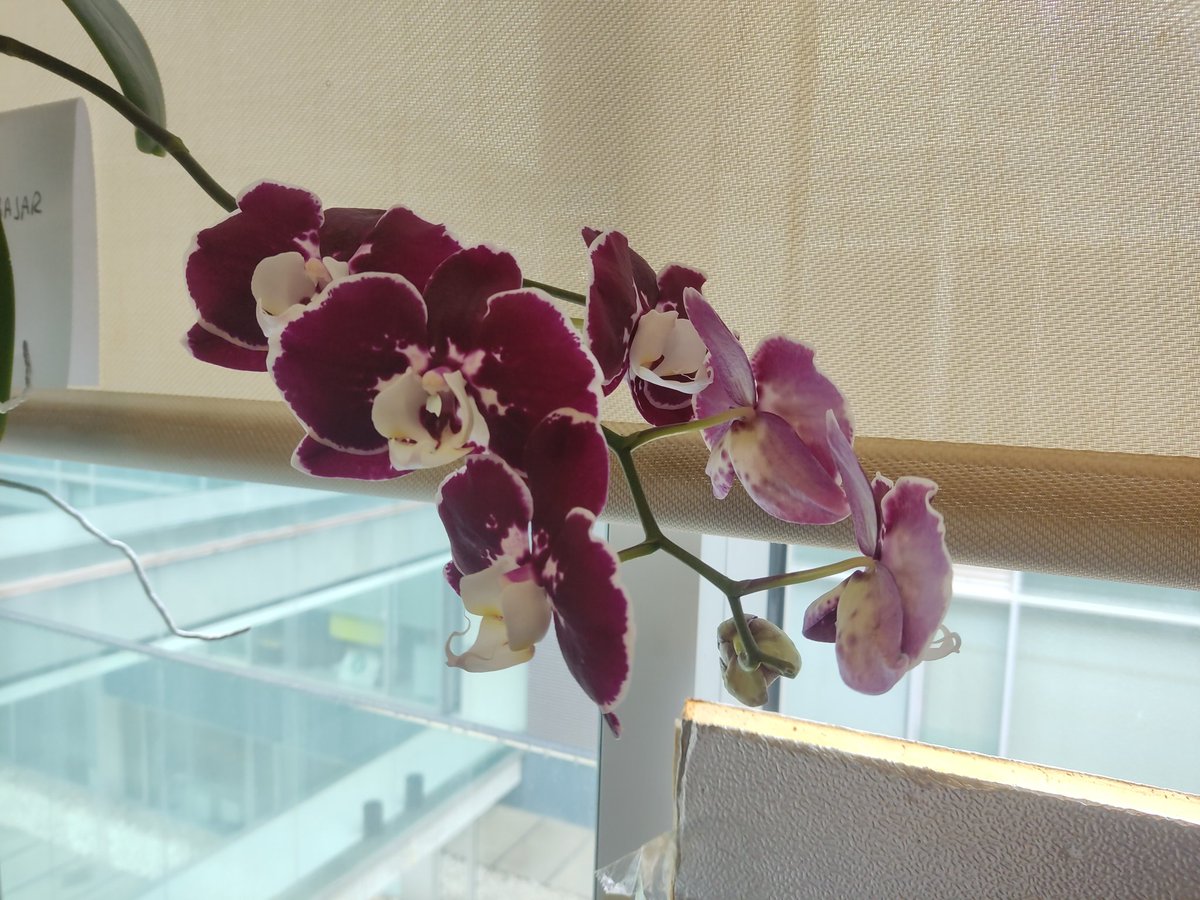 Rosa Porcel 🌿🌺 tweet media