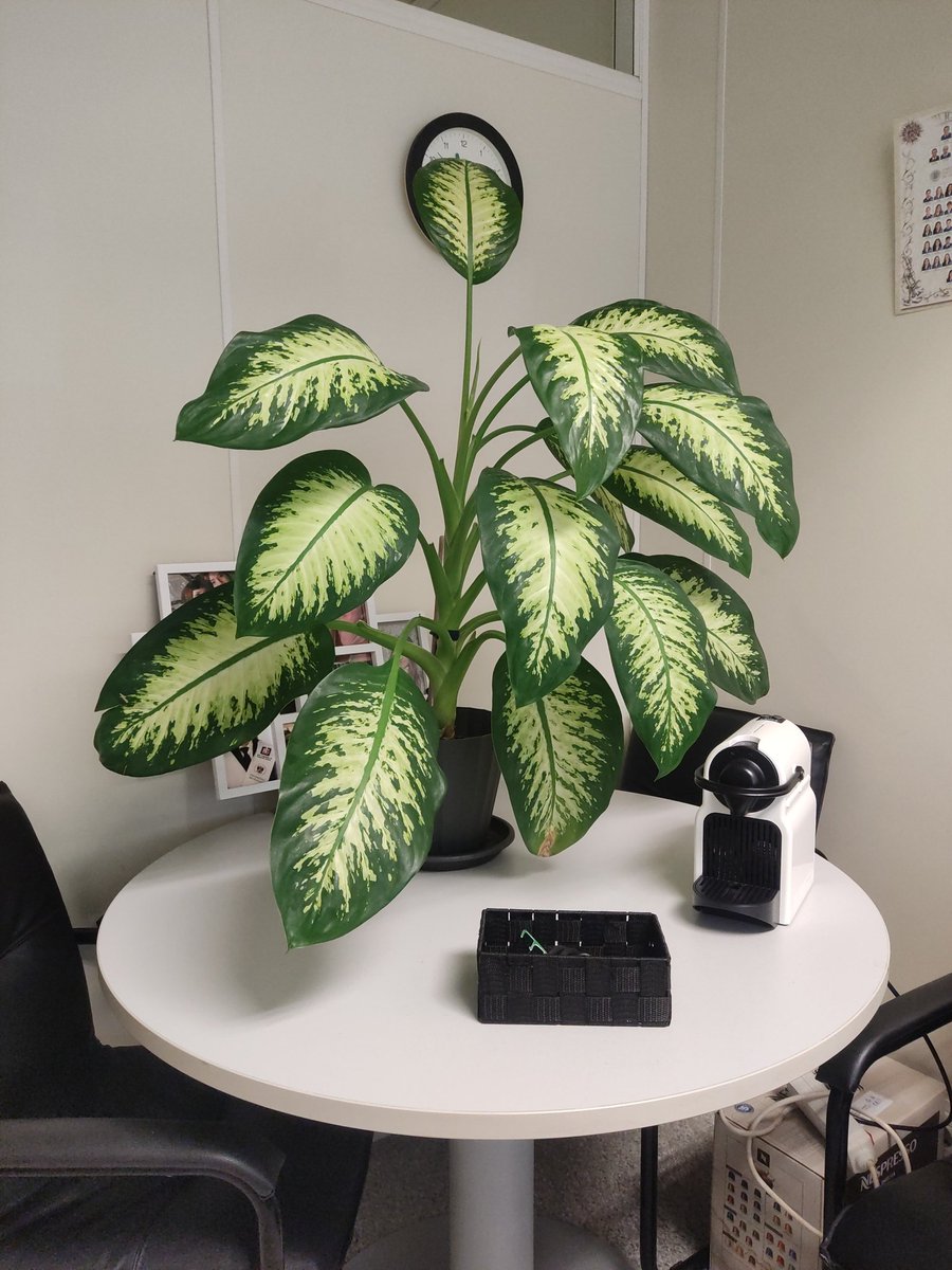 Rosa Porcel 🌿🌺 tweet media