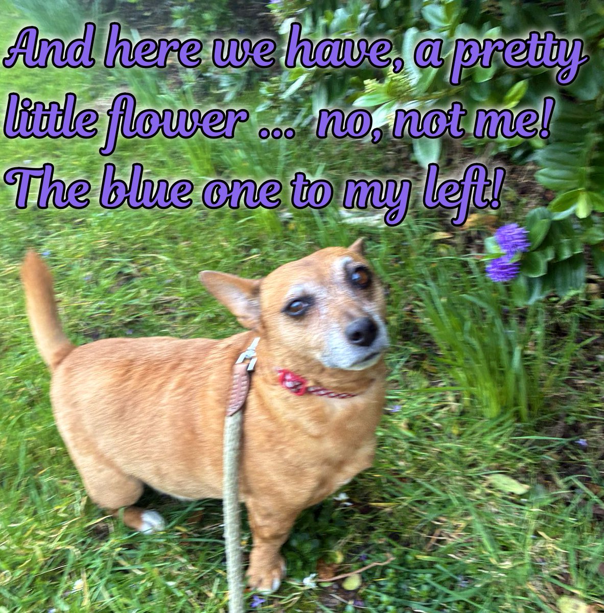 welovedonegal's tweet image. #RubyBeag #dogs #Donegal .