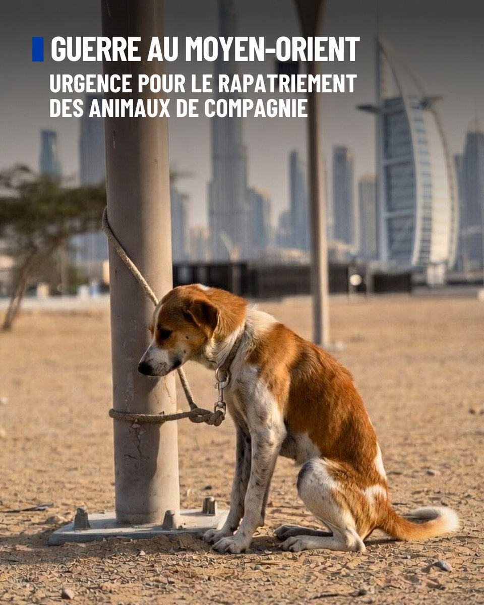 💥 Guerre au Moyen-Orient : l’urgence de permettre le rapatriement des animaux de compagnie !

Depuis quelques jours, de nombreux Français installés au Moyen-Orient nous alertent. Face au conflit actuel, certains expatriés quittent précipitamment la région et trop d’animaux de