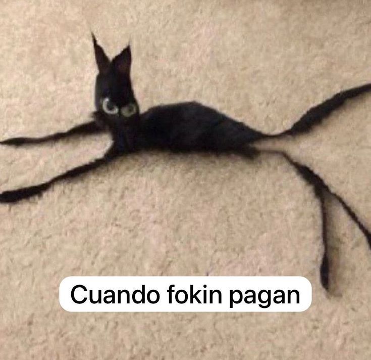 pepe el prima que nunca sale tweet media