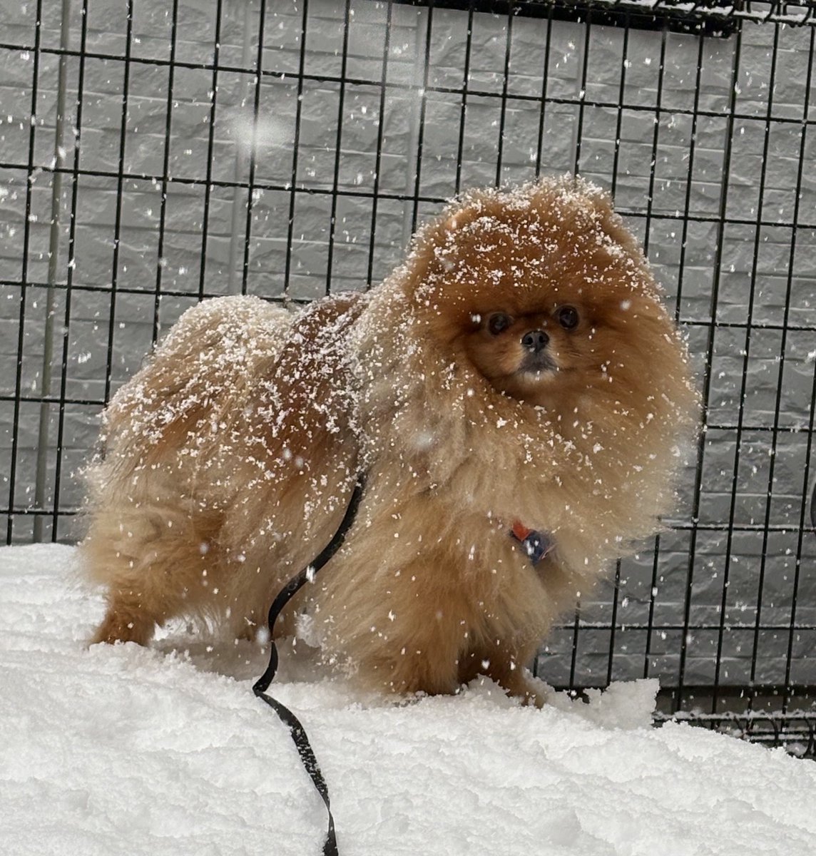 URI( ˊ̱˂˃ˋ̱ )🍊Level Ⅳ tweet media