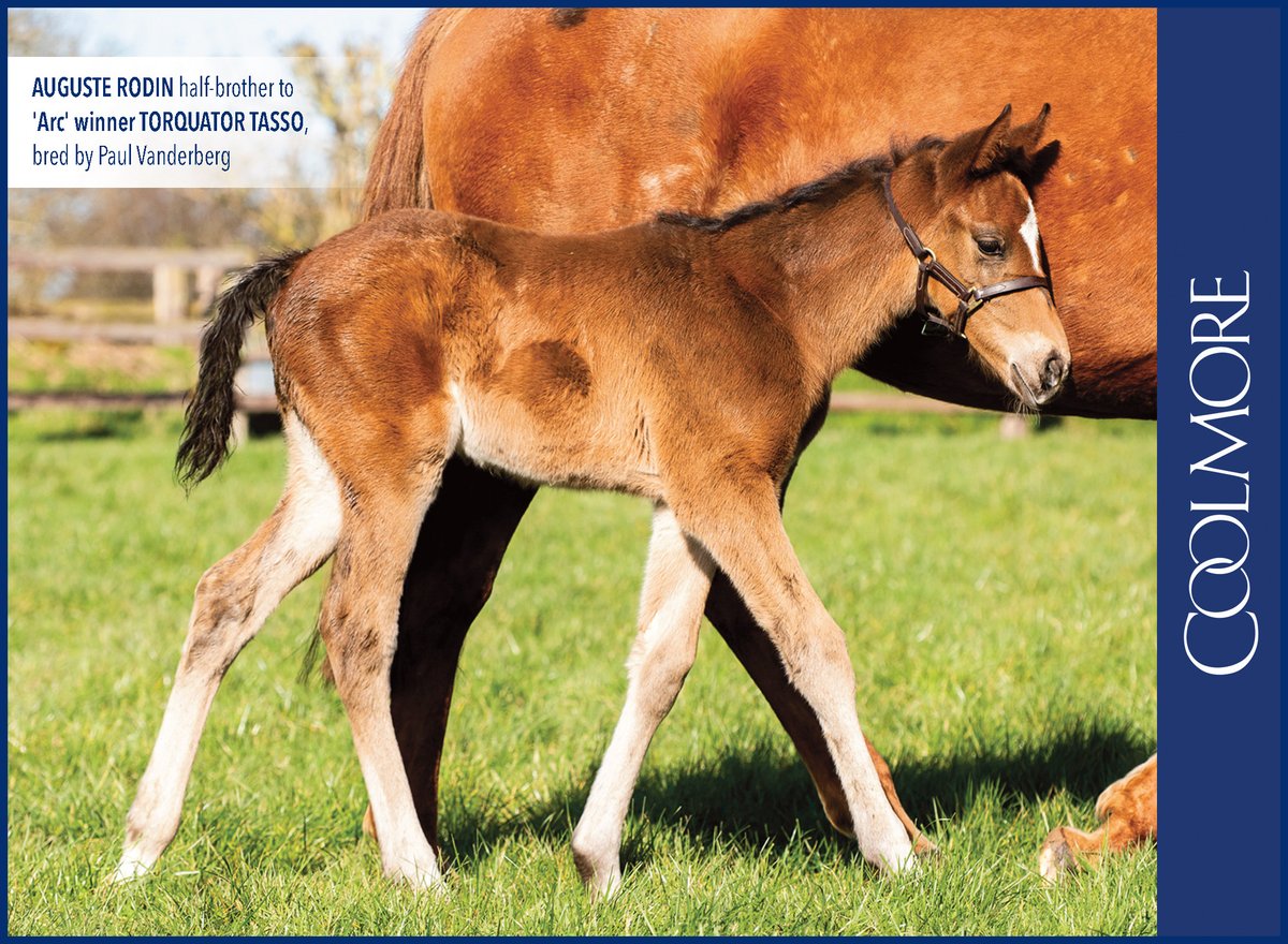 💫AUGUSTE RODIN💫

✅Pictured below is half-brother to TORQUATOR TASSO bred by Paul Vanderberg

See more⬇️ coolmore.com/en/ireland/sta…