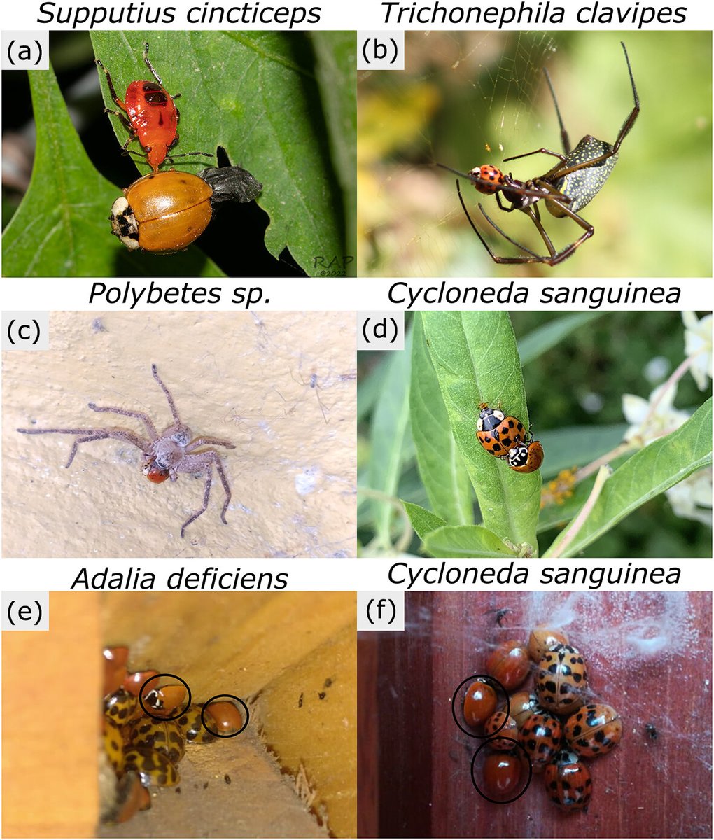 Insect Conservation and Diversity tweet media