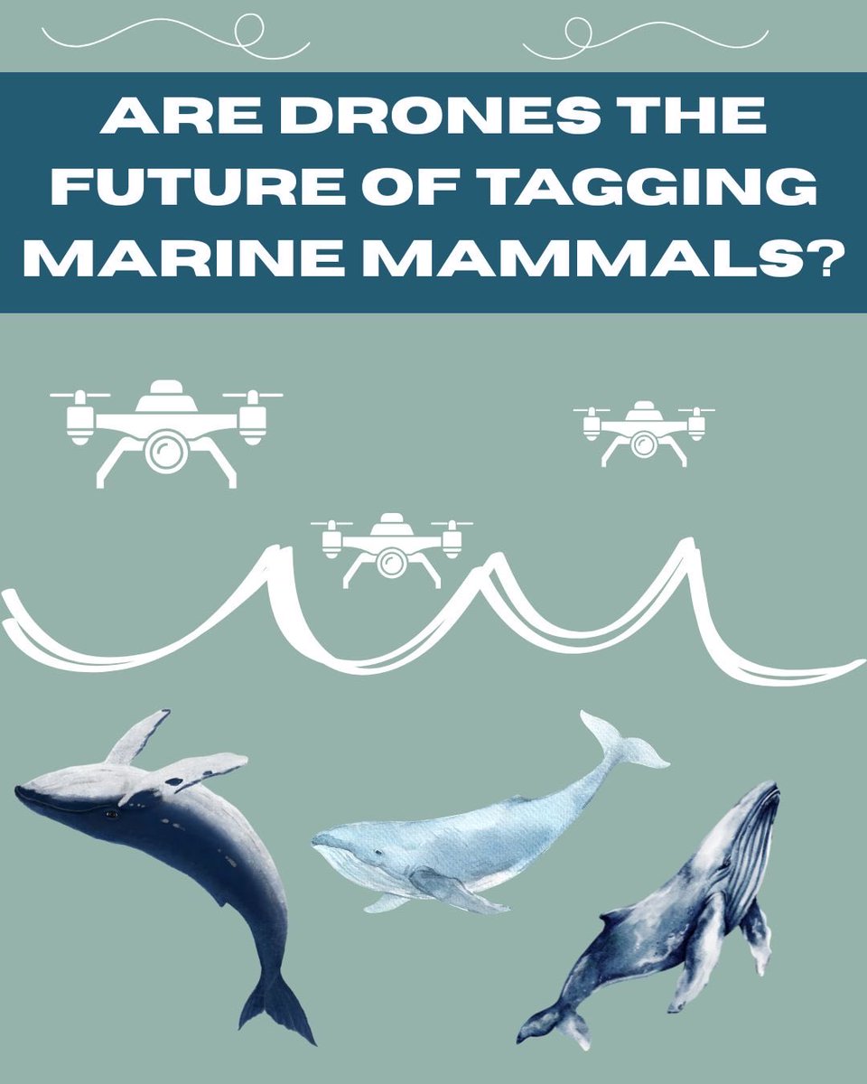 Chagos Conservation Trust tweet media