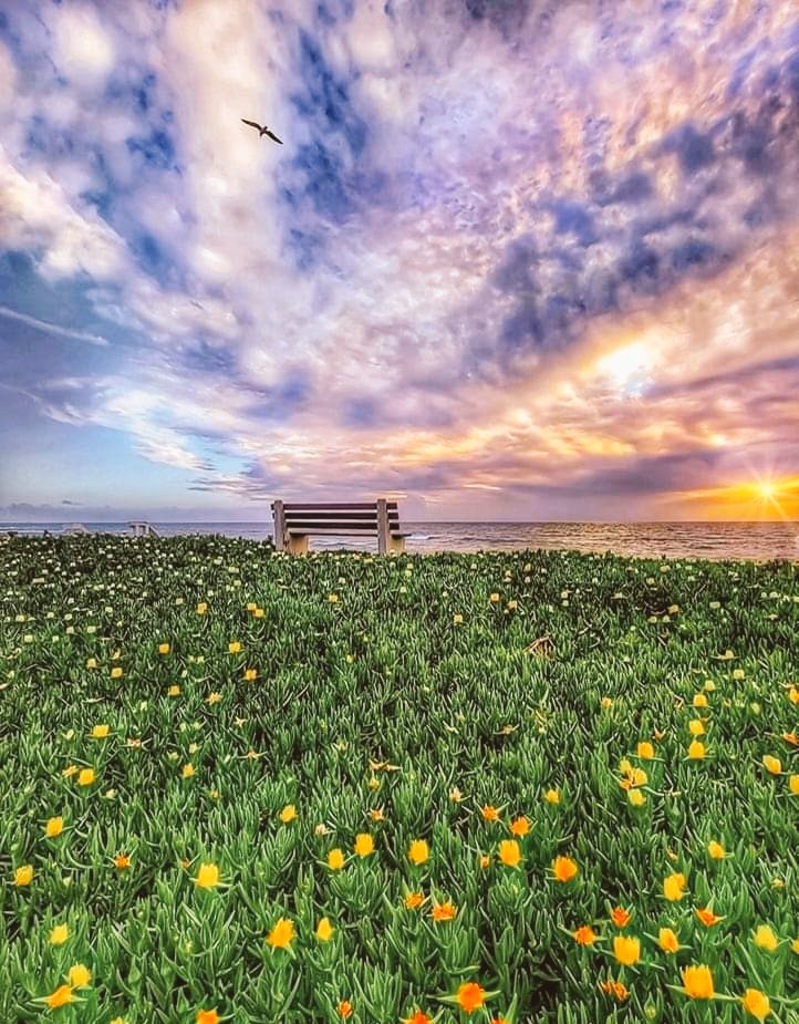 antotp's tweet photo. Alcuni #sentimenti sono come i prati in primavera: tornano sempre a fiorire.

Prima di tutto tu - romanzo 
(Antonella Trapani) 

#Buonpomeriggio 
#ScrivoQuelCheSento https://t.co/quEkuLUqqK