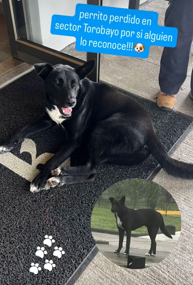 Garcomcl's tweet photo. Perrito perdido sector Torobayo. 

#Valdivia #valdiviacl @munivaldivia @Carla_Amtmann https://t.co/5opPy5xjWV
