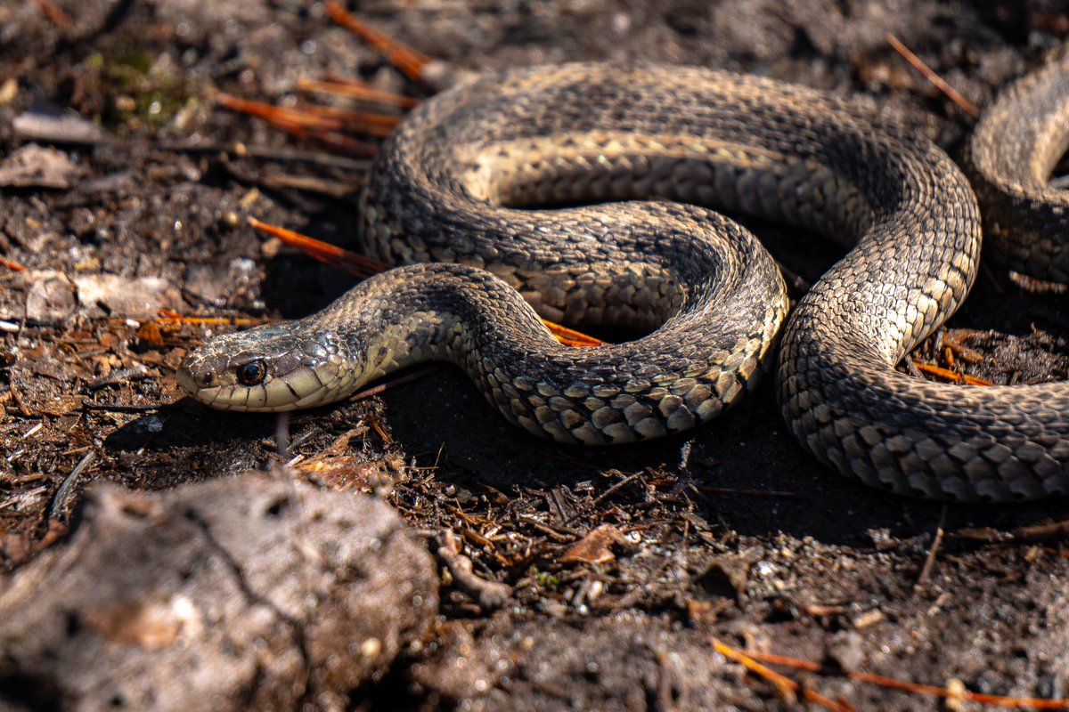 XmxHowes's tweet photo. Check out my animal photos here https://t.co/jzTTS8GsQB
#snake #GarterSnake #wallartforsale #wallart #gifts #giftideas #animals #reptile #hikingtrail #woods #PrattFarm #EarlySpring #scales #Closeup #Outdoors #basking #Coiled #naturePhotography #serpent https://t.co/Mq6ZAy4hwF