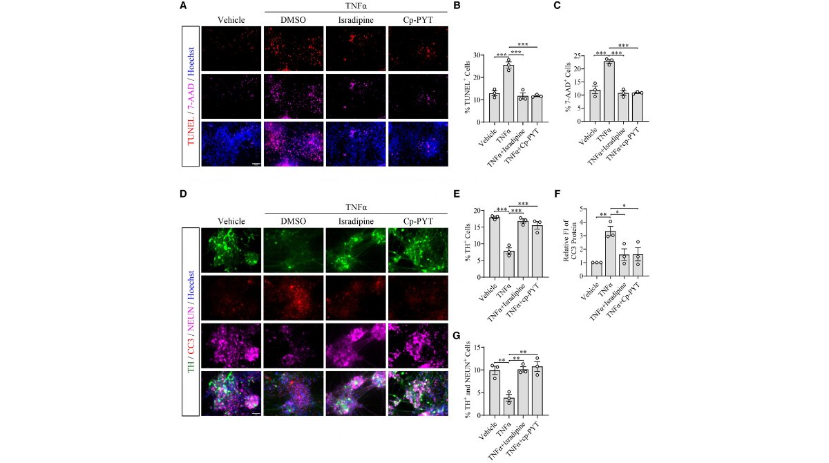 StemCellReports tweet media