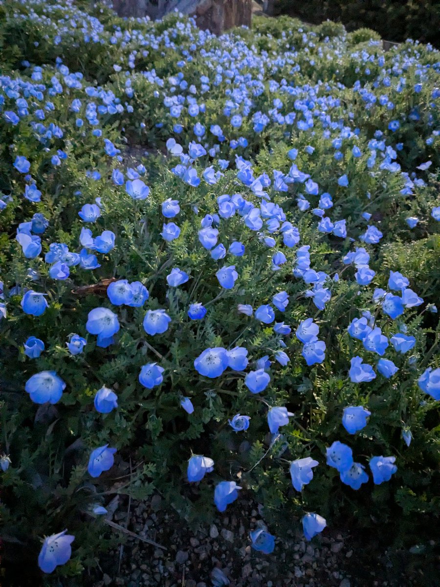 木虎こん🦊10/10贅沢三昧七巻発売! tweet media