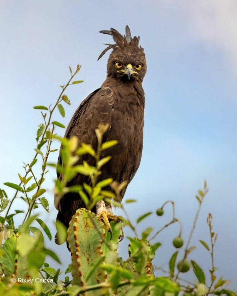 How do you call this bird 🐦
in your local language?