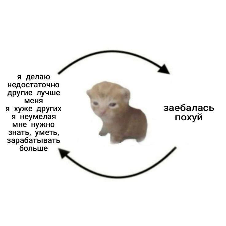 cats, i love cats (@catsilcats) on Twitter photo 