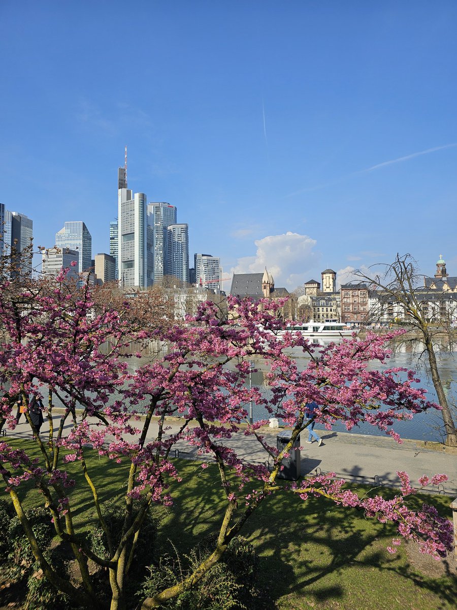 Spring-like Frankfurt today 🌸