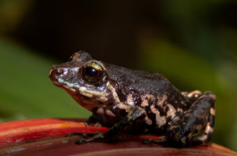 eluniversocom's tweet image. #Ecología | #Rana es descubierta en zonas protegidas de #Napo y #Pastaza ow.ly/c9fW50YrOpg