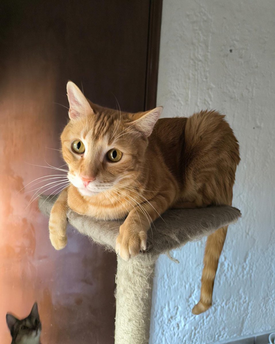 El arca de Satoshi tweet media