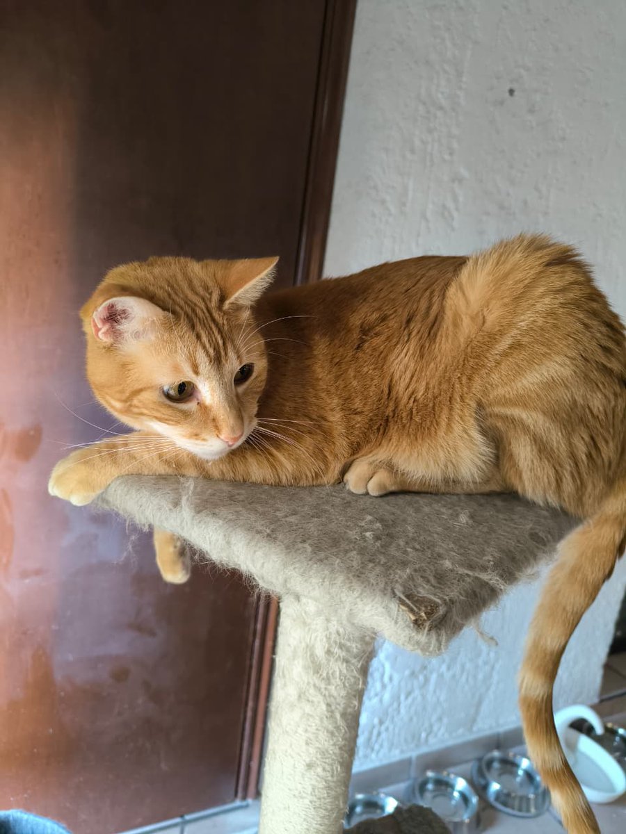 El arca de Satoshi tweet media