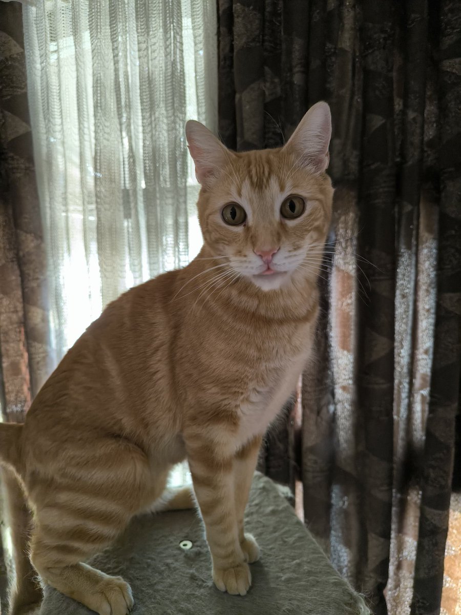 El arca de Satoshi tweet media