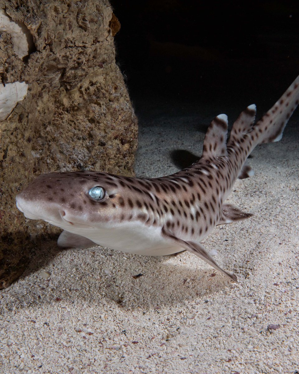 New England Aquarium tweet media