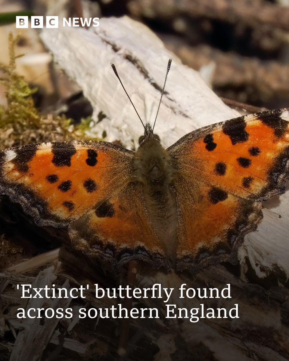 BBC Sussex tweet media