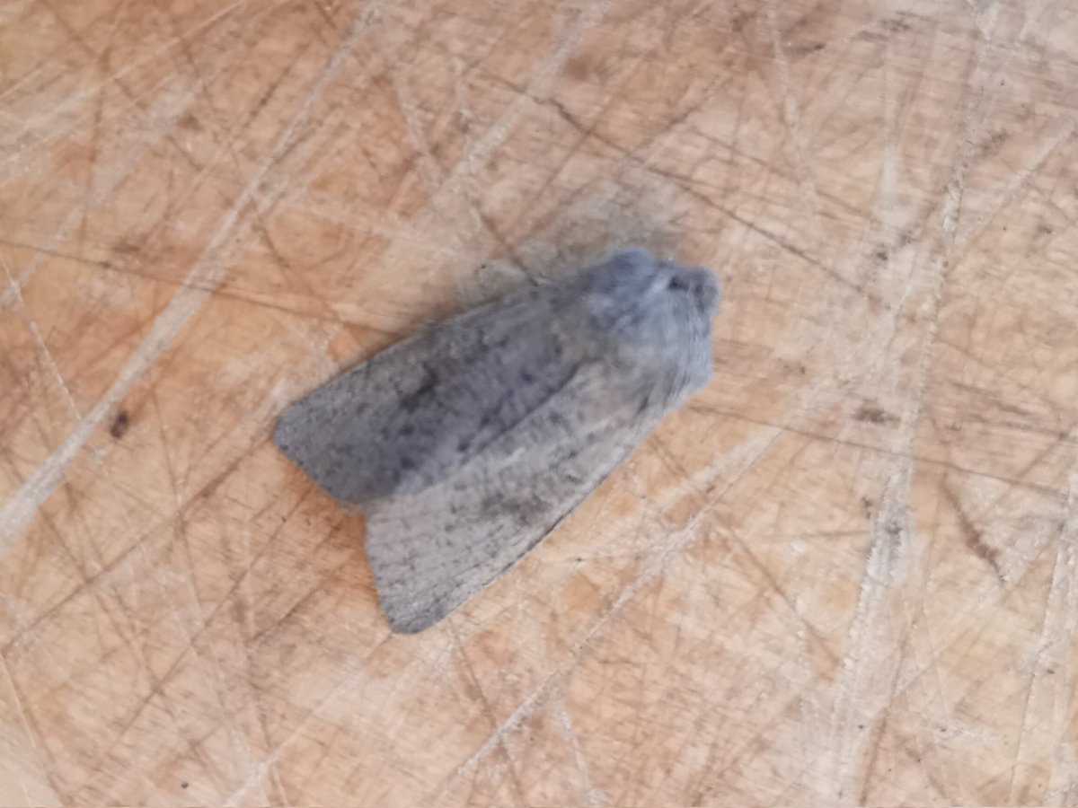 Clouded Drab at my Kempston, Beds actinic last night, unusual 'plumage' but very similar indeed to photo on Norfolk Moths posted by LN and MG 31/03/25.
24 of 11 species overnight inc Brindled Pug nfy