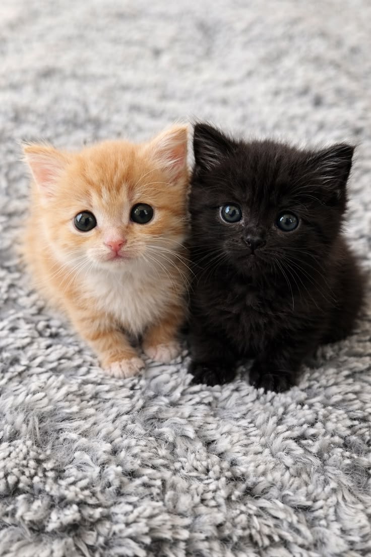 vivaneil tweet media