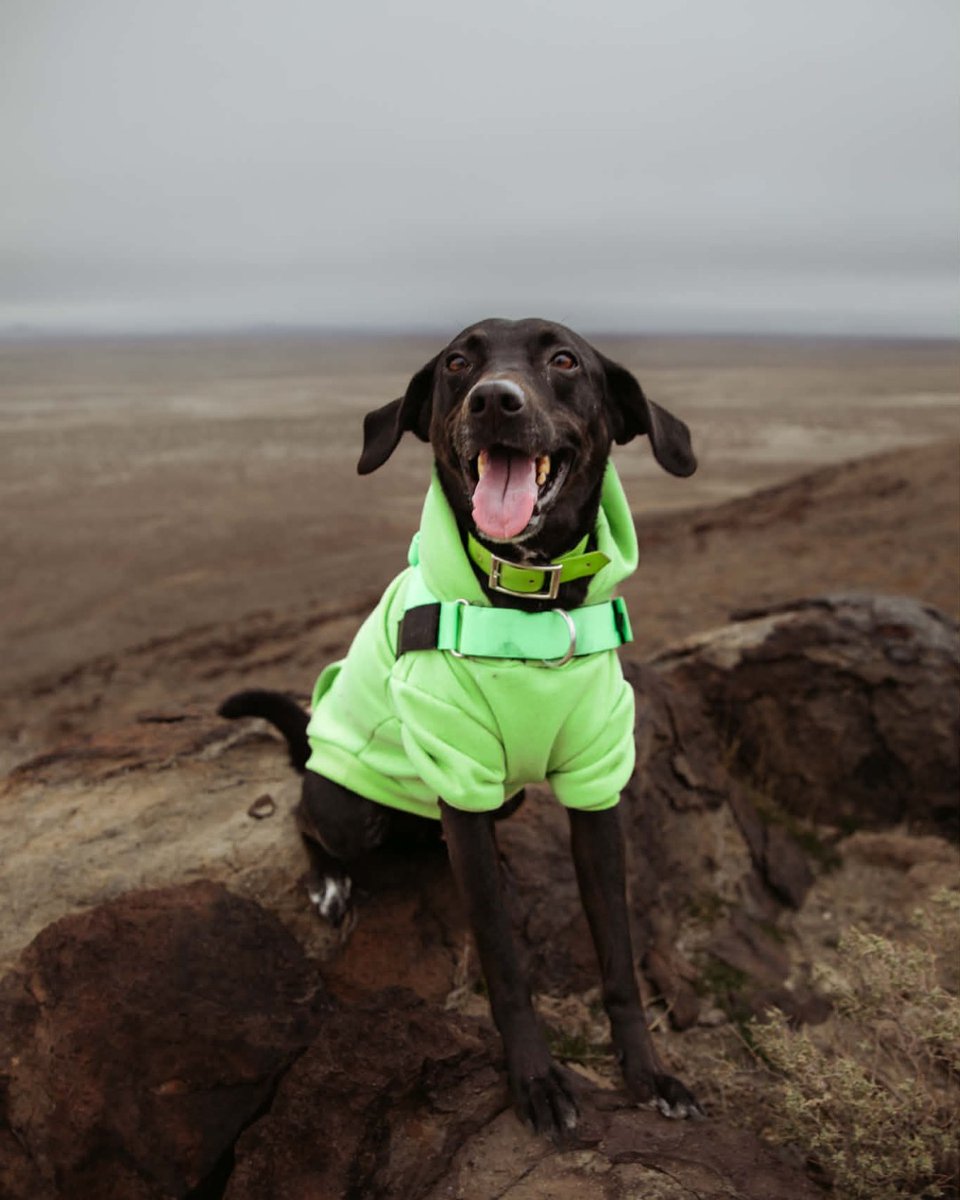 Pilot Flying J tweet media